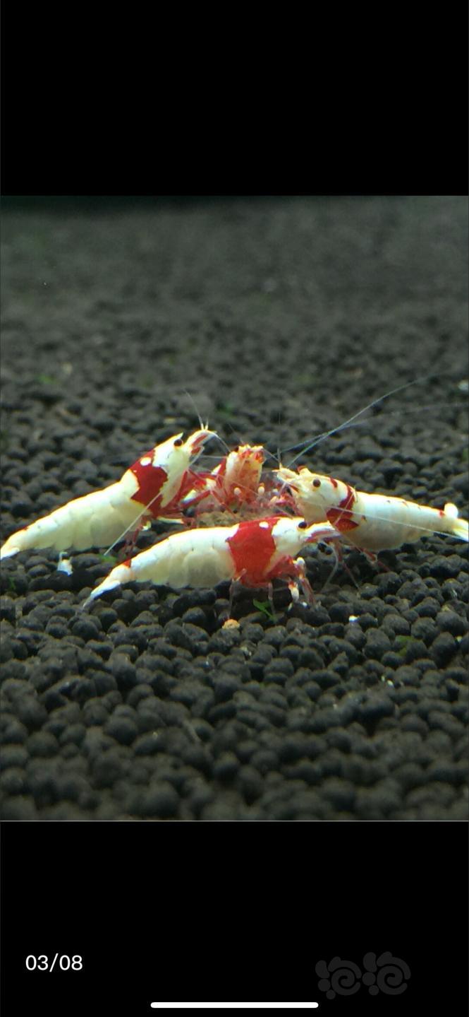 【出售】出 红白水晶虾-图3