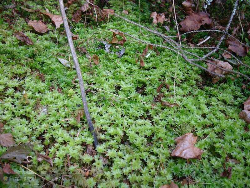 【苔藓】翡翠莲花(暖地大叶藓)