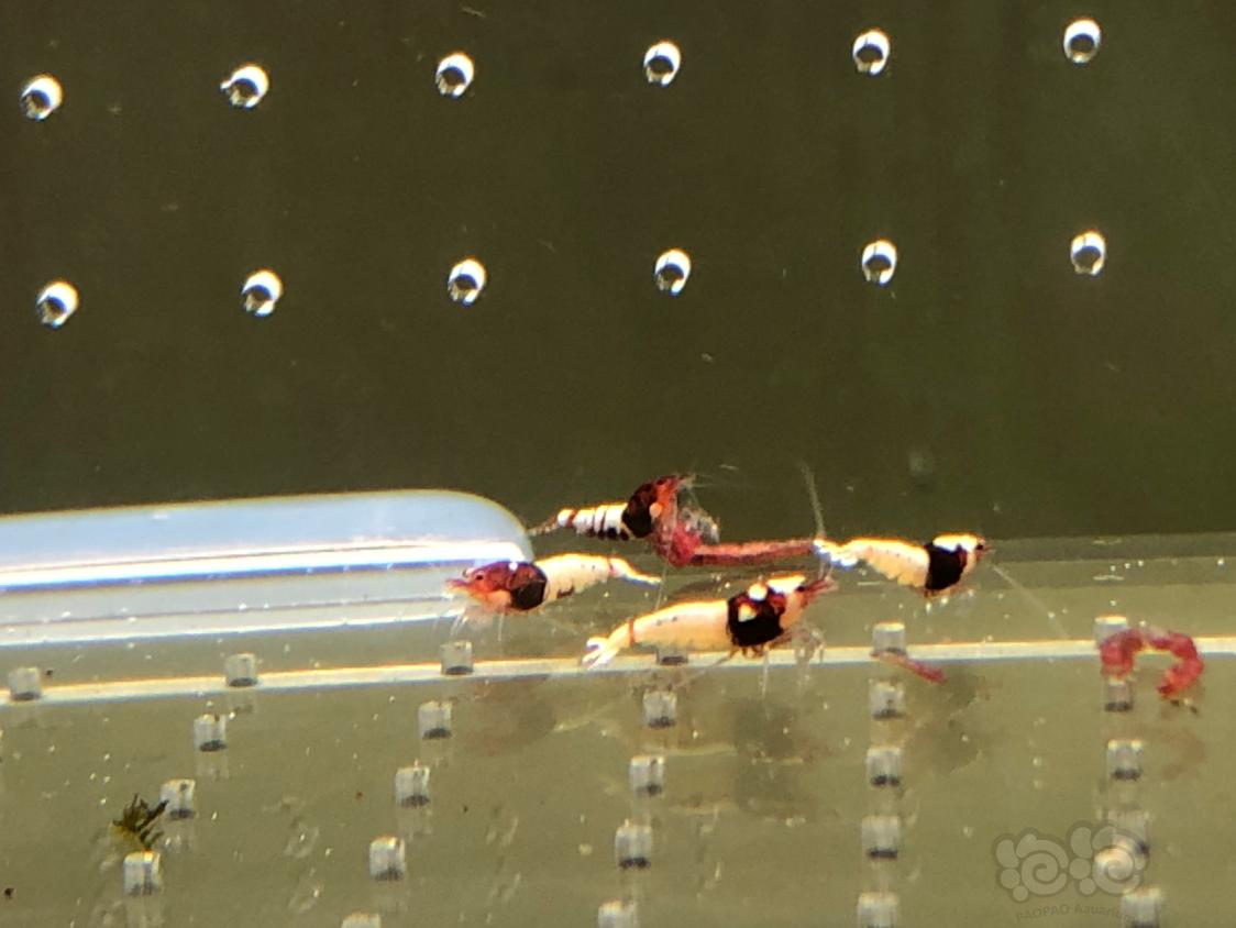 【虾】2019-04-15#RMB拍卖红姘头水晶虾20只-图3