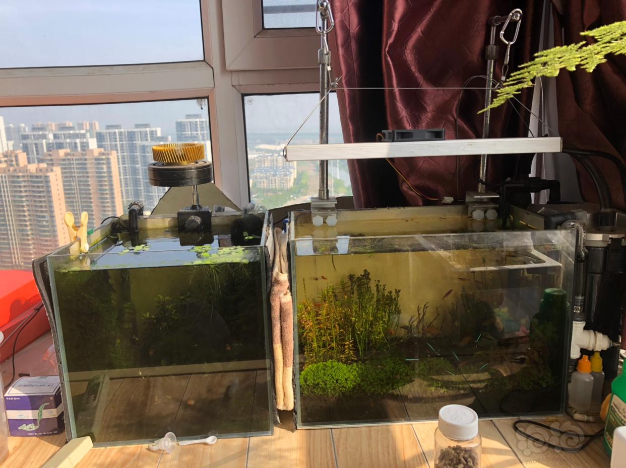 【出售】武汉地区上岸出全套鱼缸和虾缸设备-图1