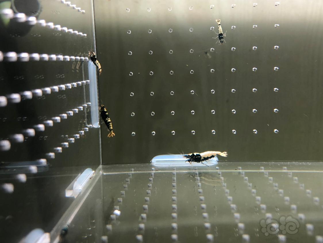【虾】2019-04-30#RMB拍卖黑银河水晶虾20只-图5