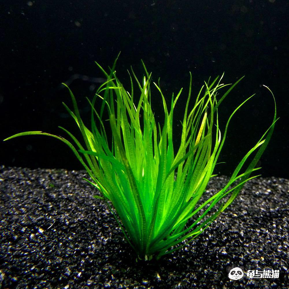 【求购】日本箦藻  开缸用-图1