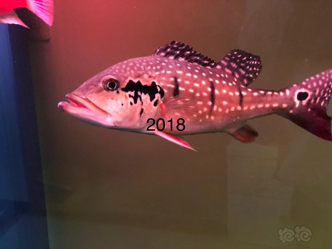 【龙鱼】两条野帝王的成长史，2015—2019继续更新中-图4