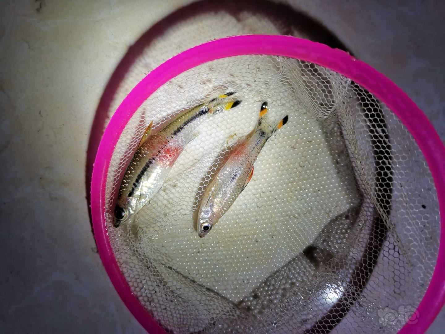 【灯科鱼】一眉道人暴毙?