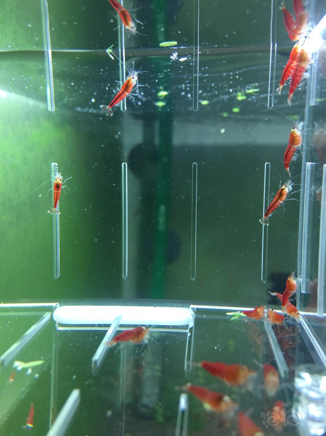 【虾】2019-04-26#RMB拍卖德系超级红 全红水晶虾一份20只-图4