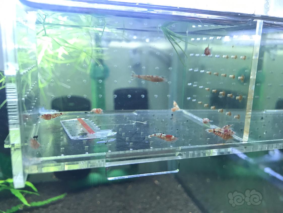 【虾】2019-4-3#RMB拍卖红虎晶一份10只-图6