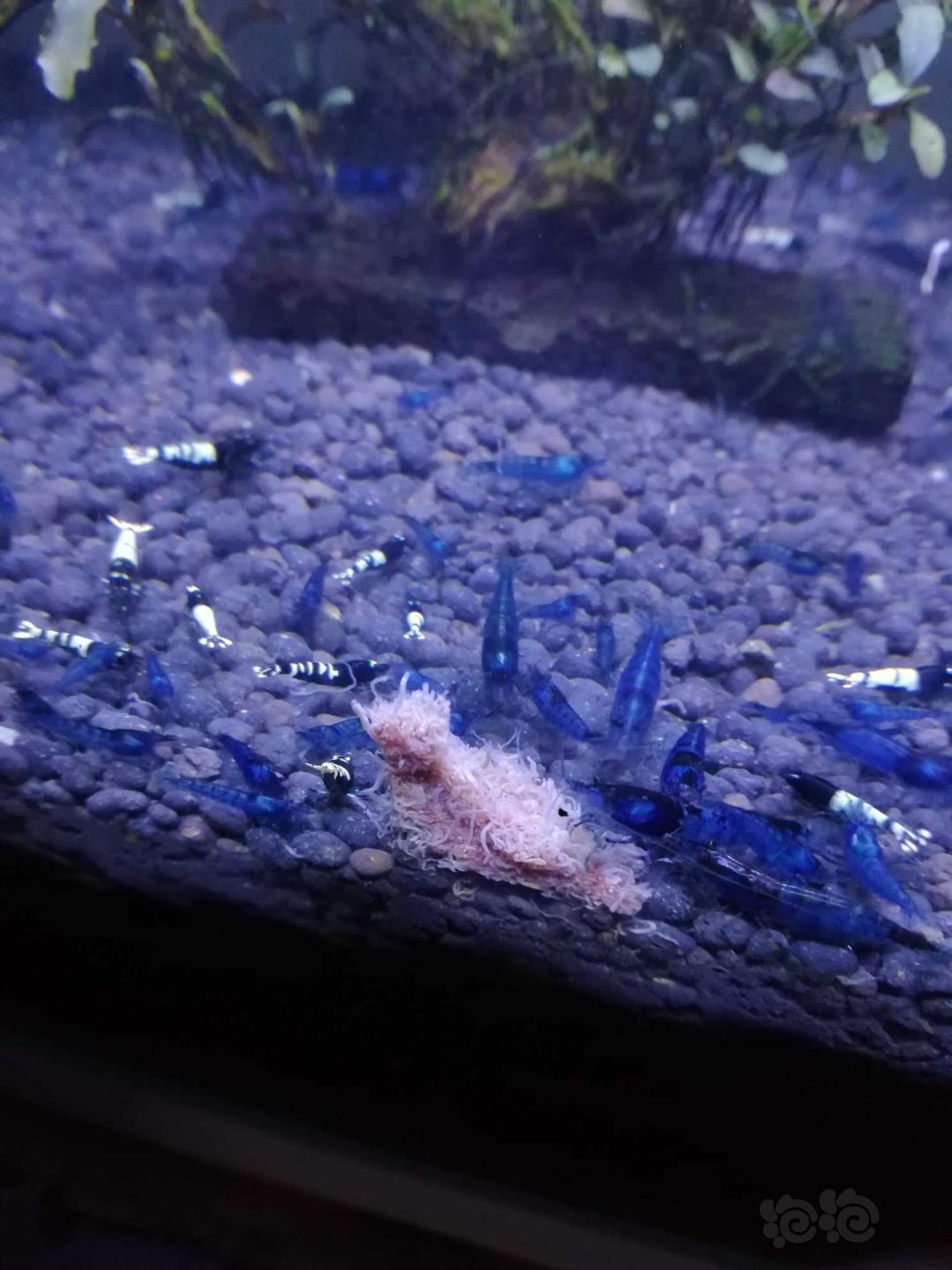 【出售】出售蓝宝石虾，收苏虾-图3