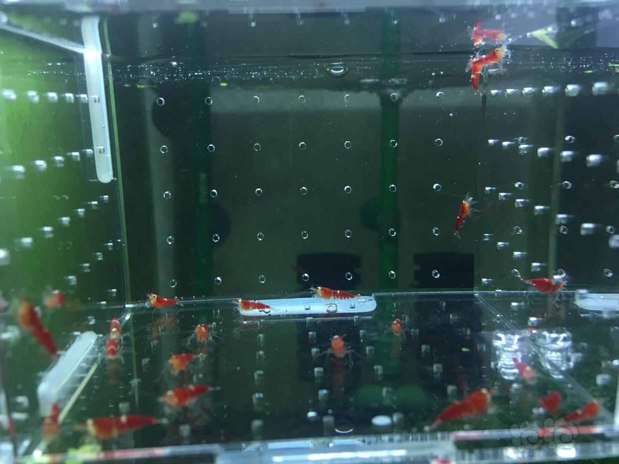 【虾】2019-04-14#RMB拍卖超级红锁型一份20只-图2