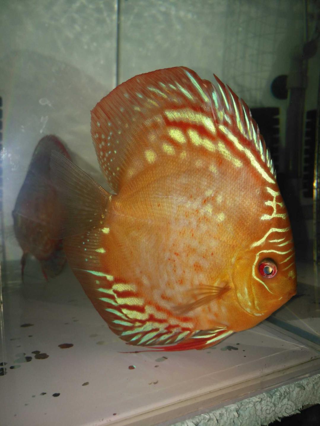 【神仙鱼】阿莲卡