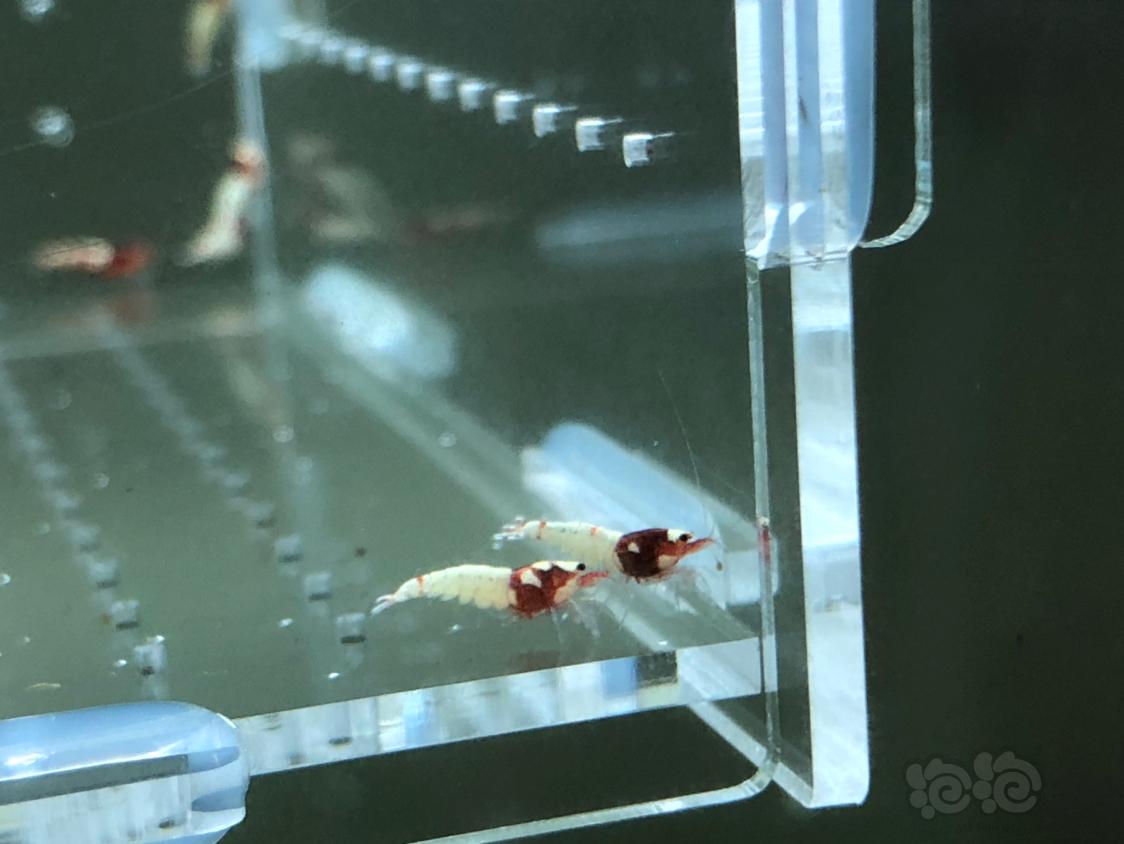 【虾】2019-04-26#RMB拍卖红姘头幼虾20只-图5