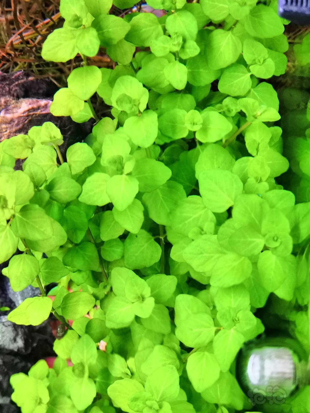 水草交易 【出售】心形对叶                 打头草,自来水养殖!