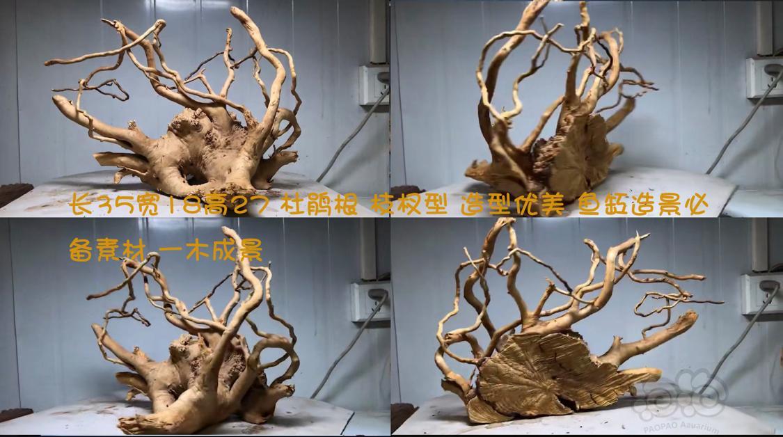 沉木杜鹃根造景木个个精品来挑