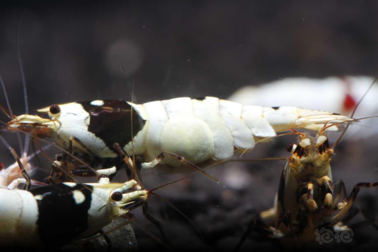 【虾】2019-4-27#PMB拍卖纯血黑白种虾繁殖组1公2母-图2