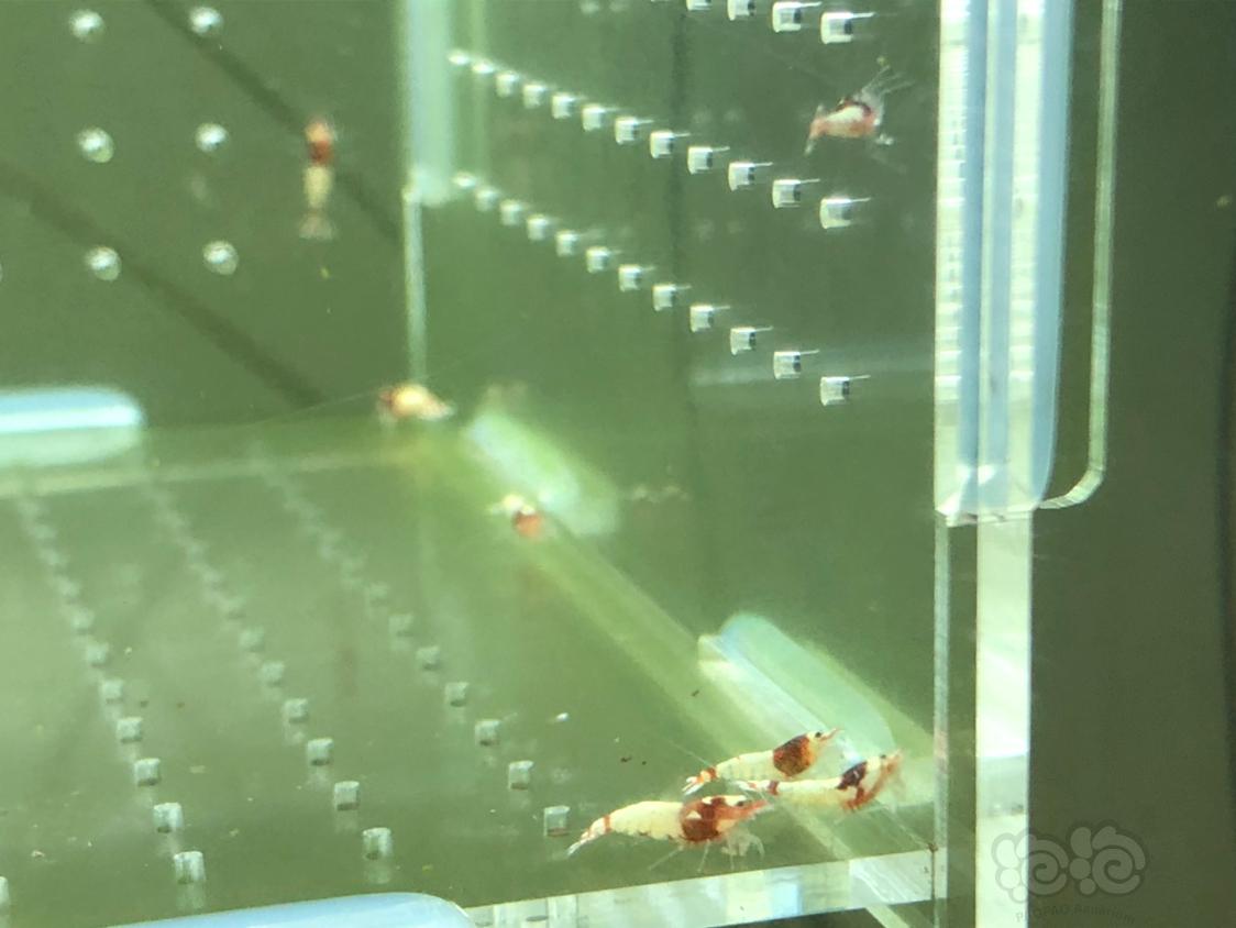 【虾】2019-04-30#RMB拍卖红姘头幼虾20只-图3