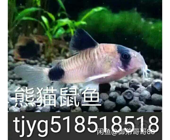 【热带鱼】观赏虾热带鱼咖啡鼠鱼十元四条-图9