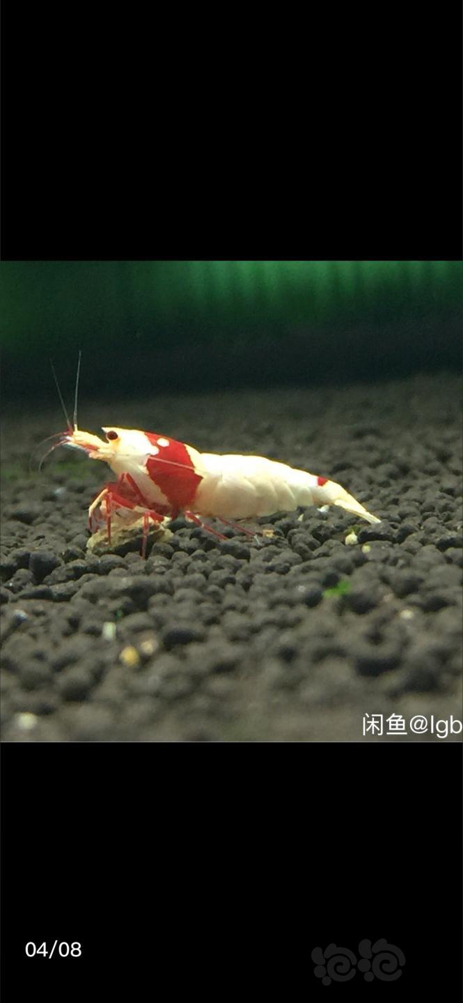 【出售】出 红白水晶虾-图4