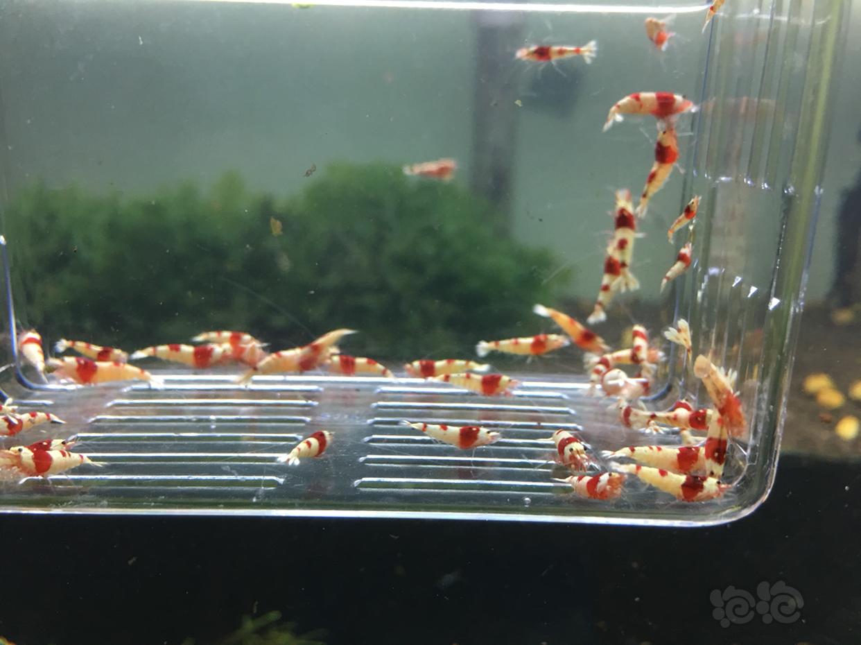 【虾】2019-04-04#RMB拍卖红白水晶虾一份-图3