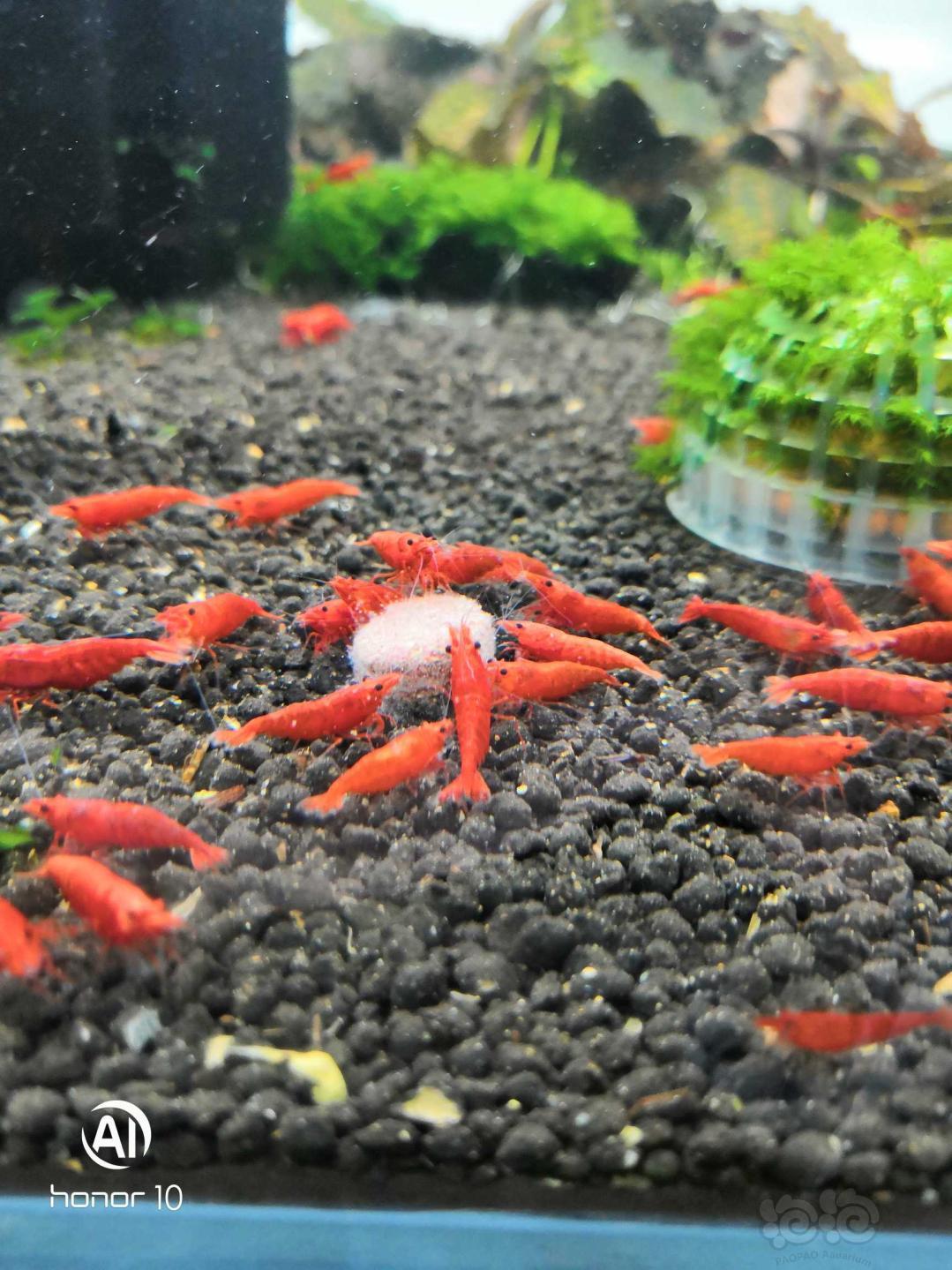 【出售】极火虾  米虾 蓝宝石 红白 琉璃 玛丽 大混杂-图8
