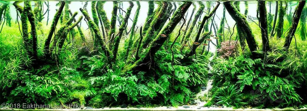 【沉木】树林景素材-图8