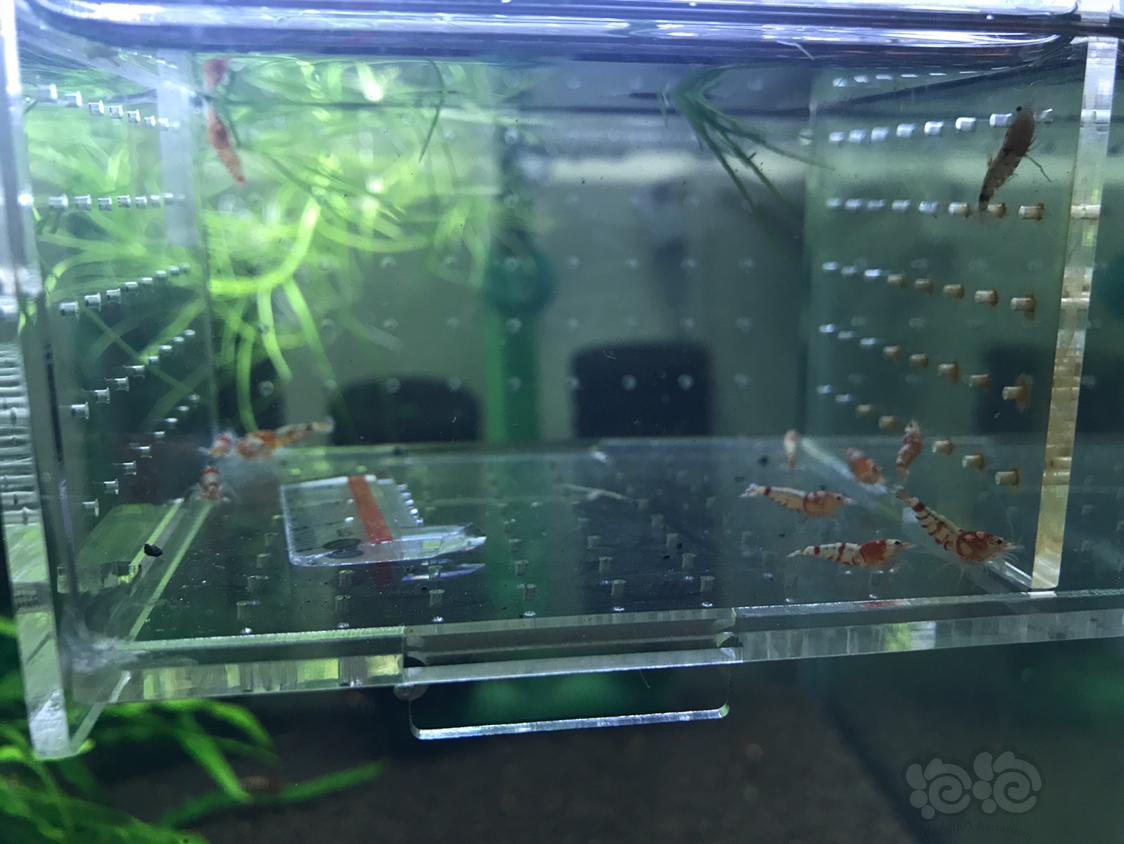 【虾】2019-4-3#RMB拍卖红虎晶一份10只-图5