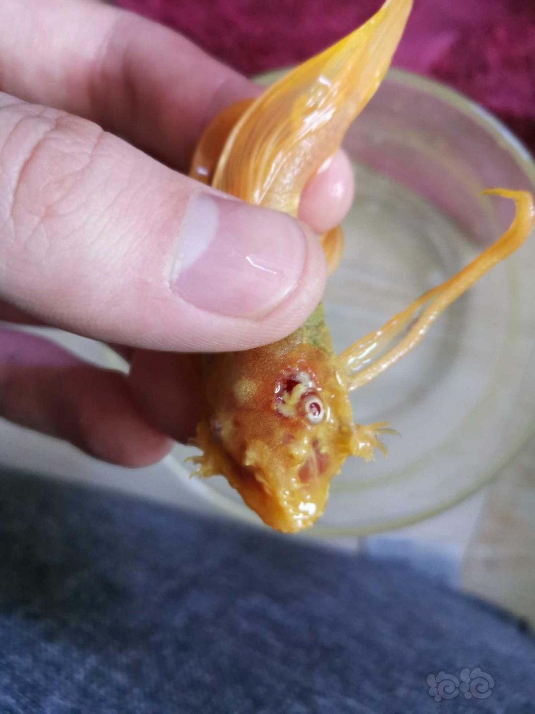 异型鱼头上烂了一个大洞烂到了眼旁边