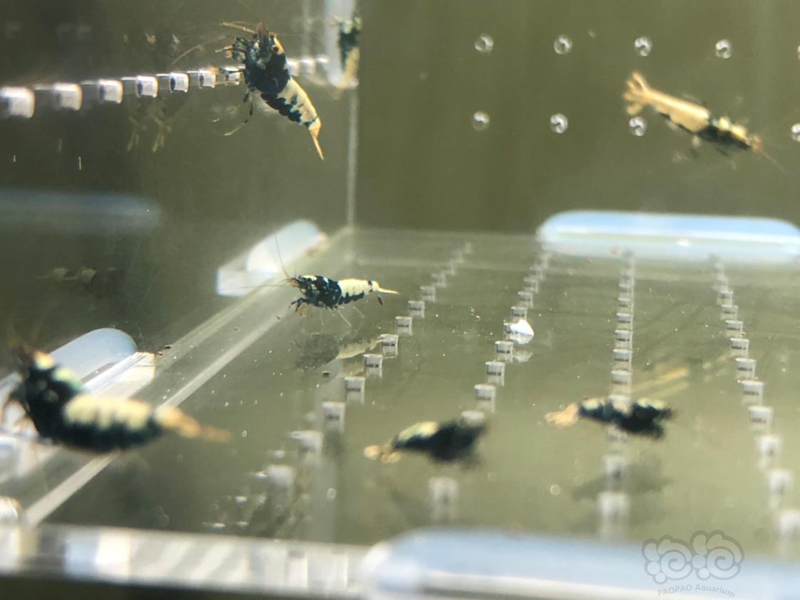 【虾】2019-04-30#RMB拍卖黑银河水晶虾20只-图3