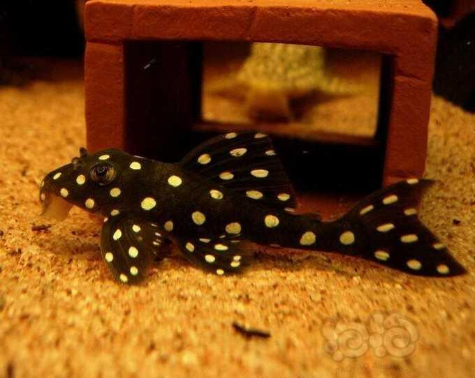 热带鱼皇后雪球异型l471