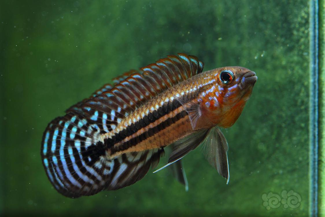 短鲷红面蓝型珍宝短鲷