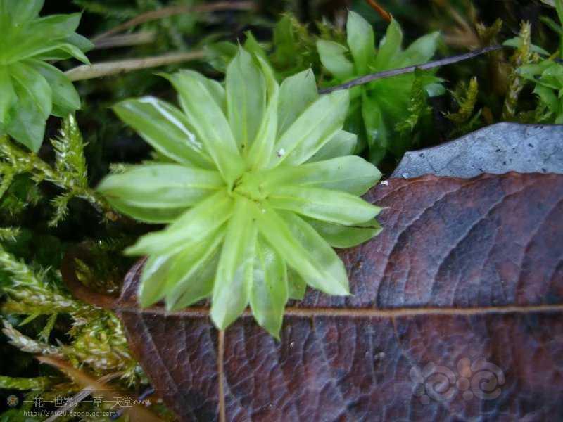【苔藓】翡翠莲花(暖地大叶藓)