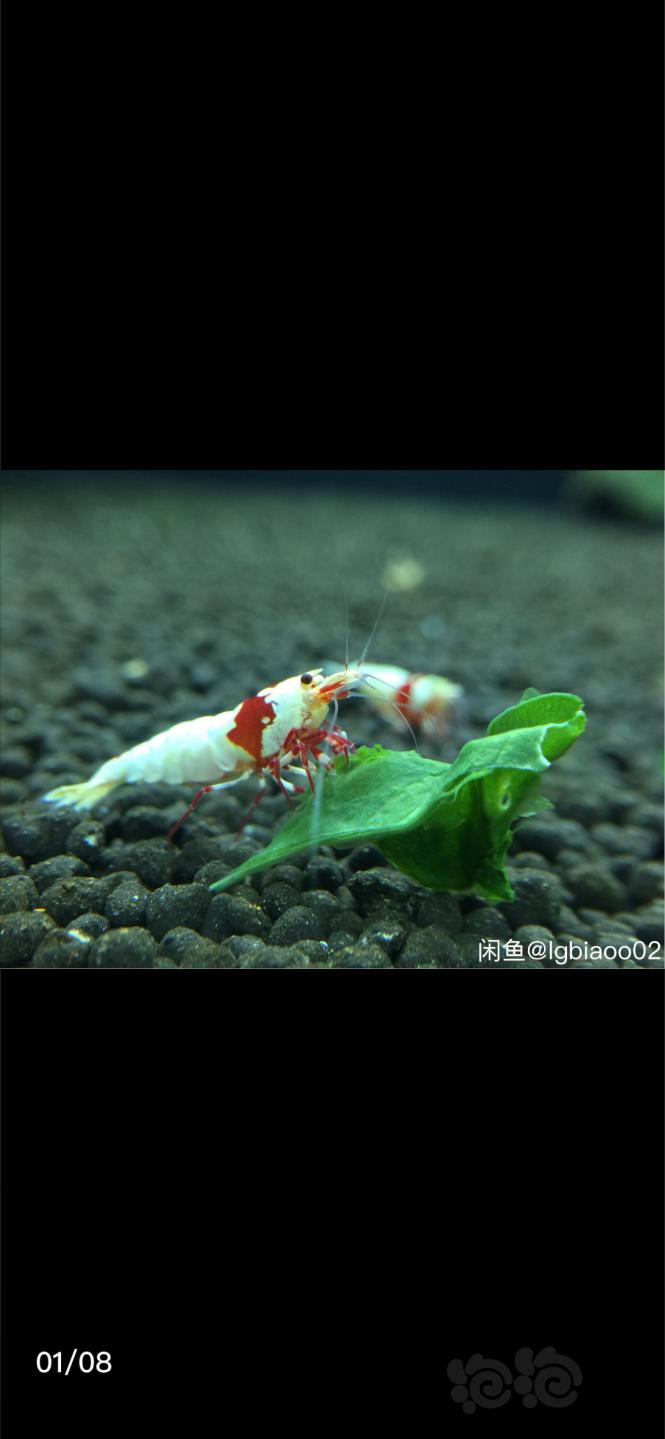 【出售】出 红白水晶虾-图1