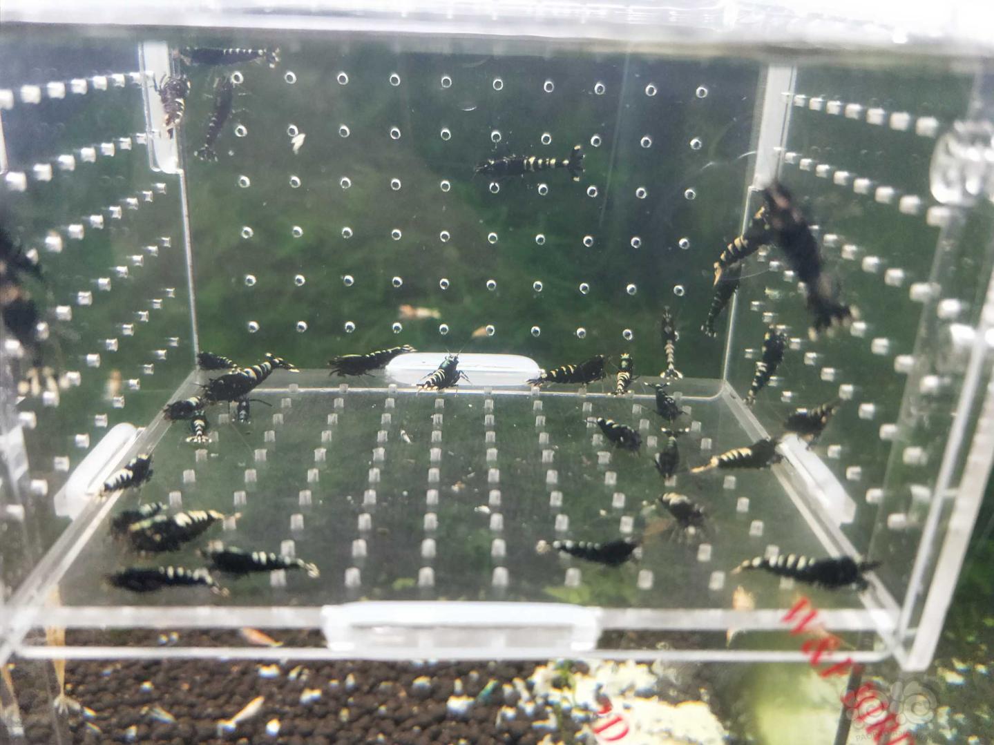 【虾】2019—04—21#RMB拍卖黑斑马成虾一份35只-图4