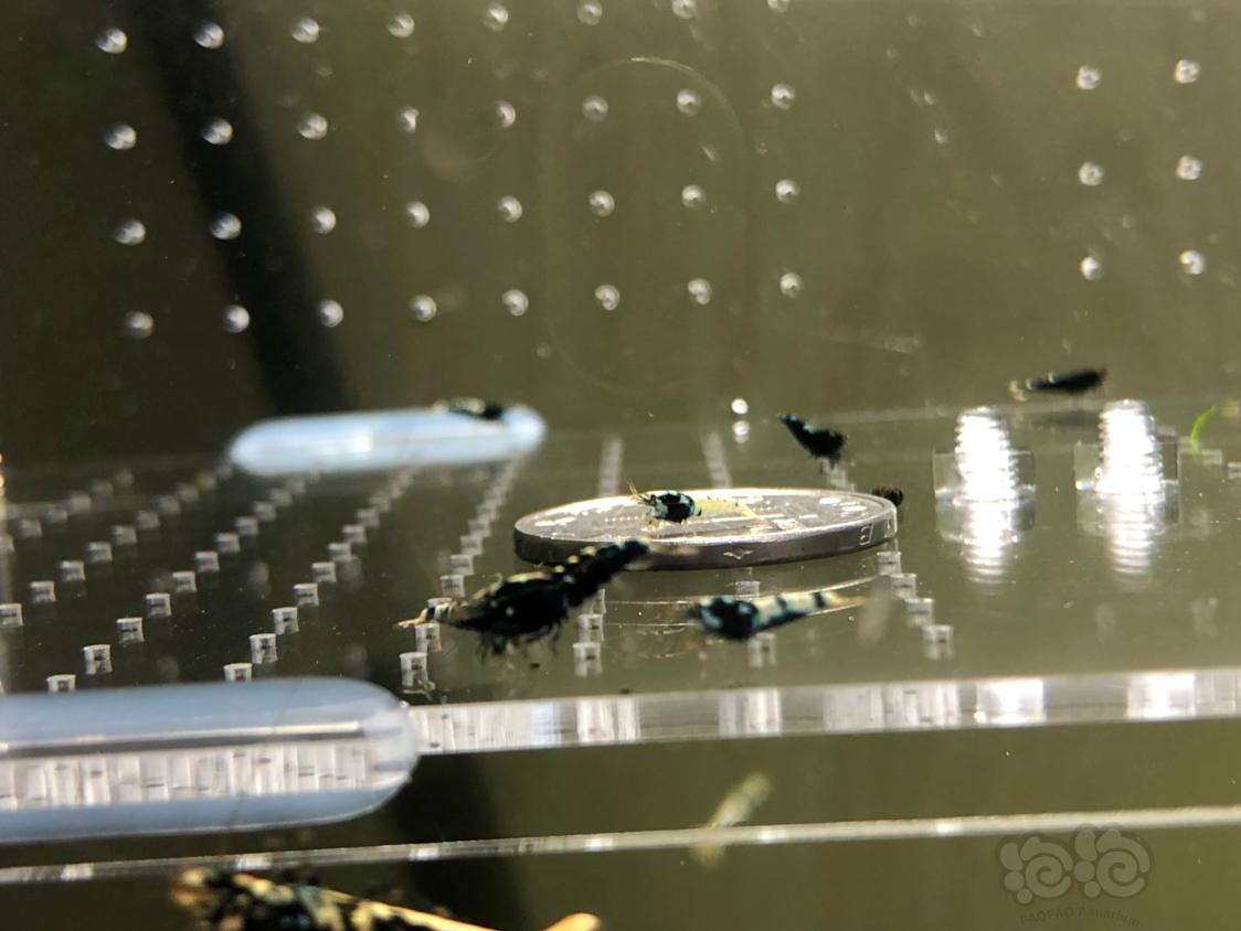 【虾】2019-04-11#RMB拍卖淘汰黑银河幼虾20只-图1