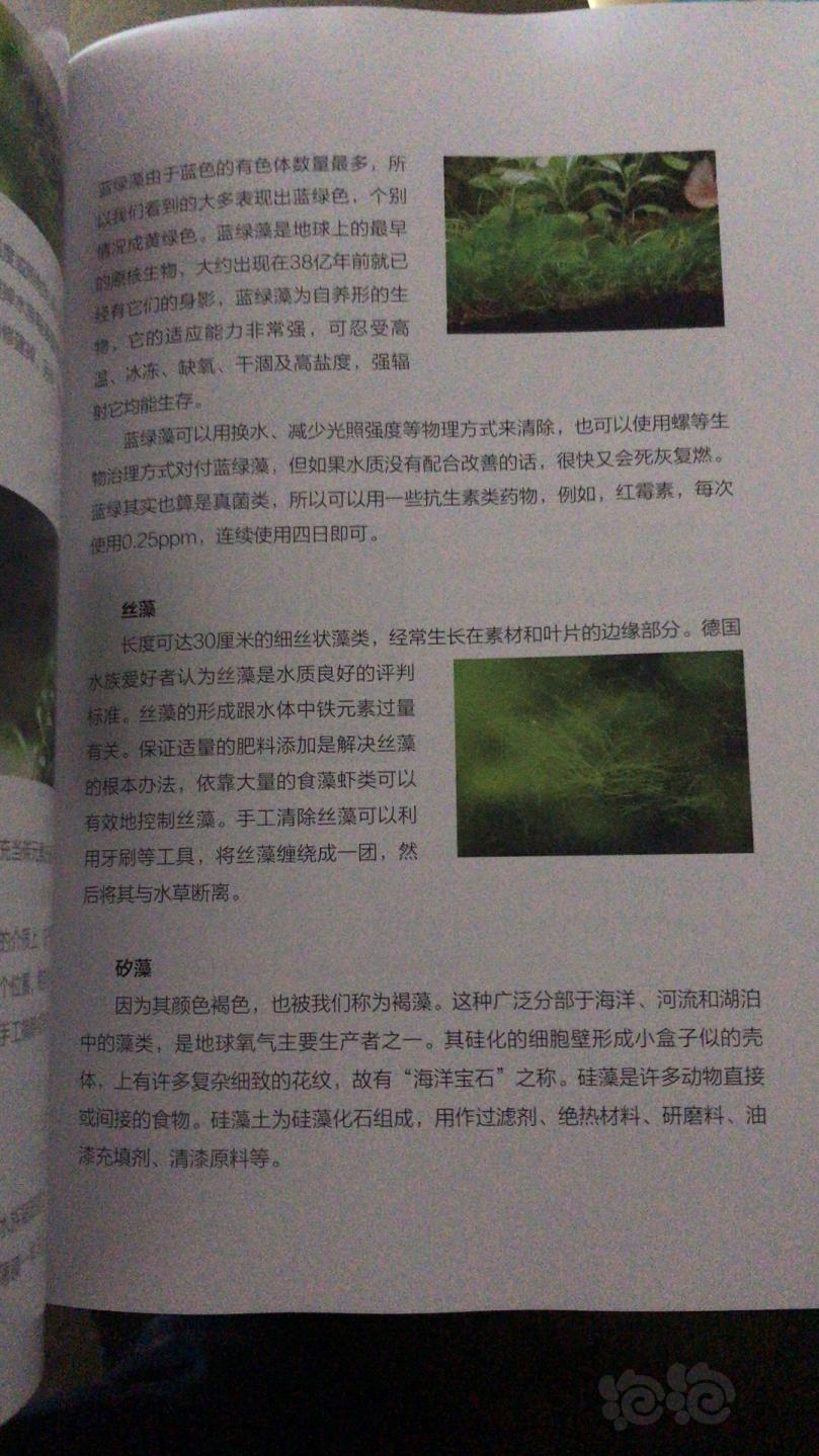 关于藻藻..-图4