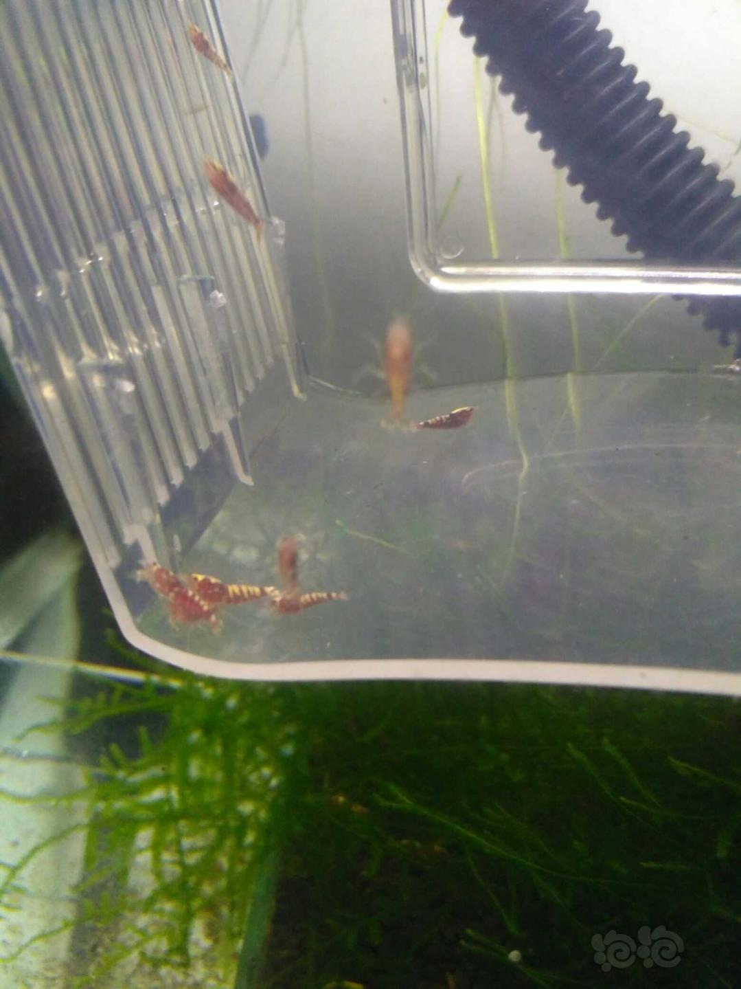 【虾】2019-04-14#RMB拍卖红银河水晶虾20只-图3