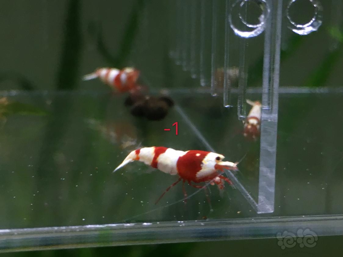 【虾】2019-04-30#RMB拍卖红白水晶虾五只-1-图1
