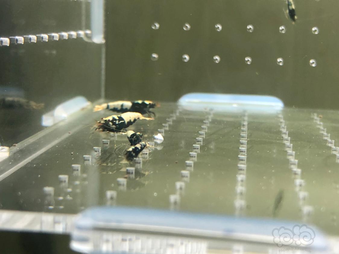 【虾】2019-04-30#RMB拍卖黑银河水晶虾20只-图4