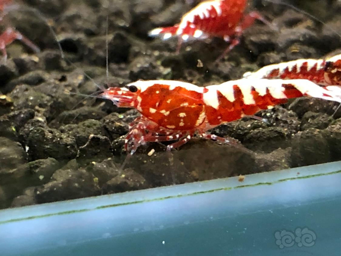 【虾】2019-04-16#RMB拍卖红银河鱼骨一对-图1