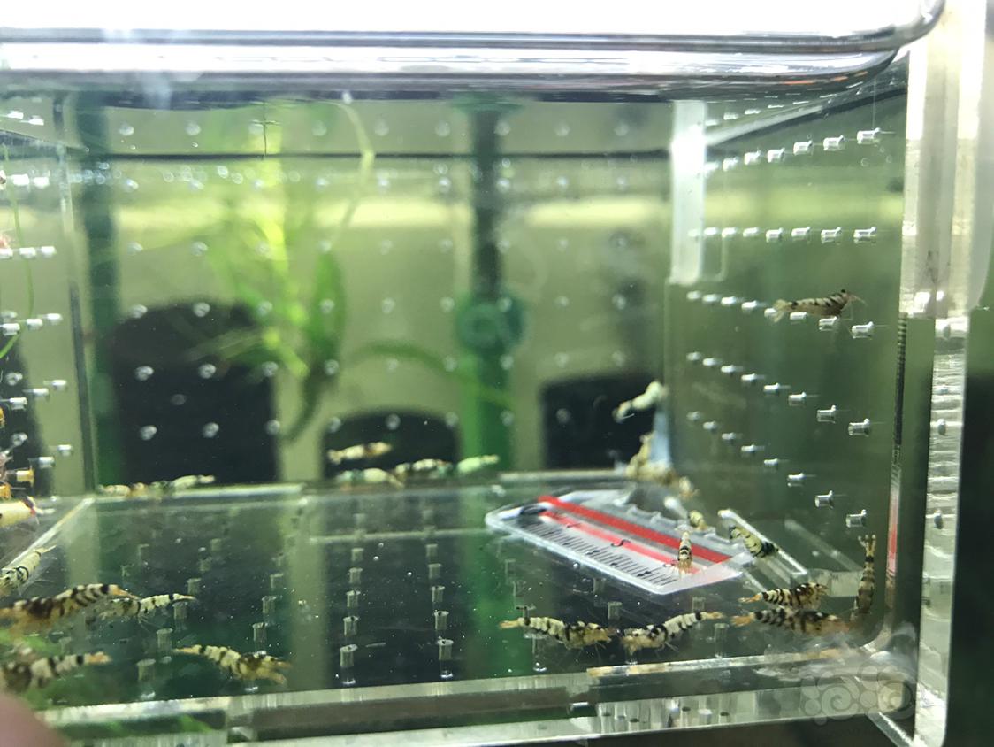 【虾】2019-4-8#RMB拍卖黑虎晶一份30只-图4