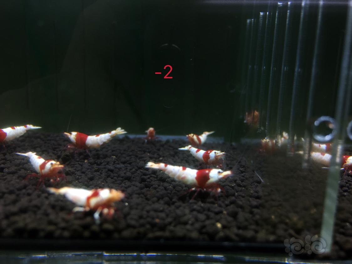 【虾】2019-04-29#RMB拍卖红白水晶虾十只-2-图2
