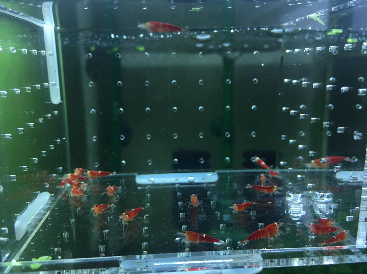 【虾】2019-04-14#RMB拍卖超级红锁型一份20只-图1
