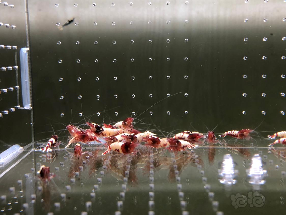 【虾】2019-04-02#RMB拍卖红姘头公虾25只-图1