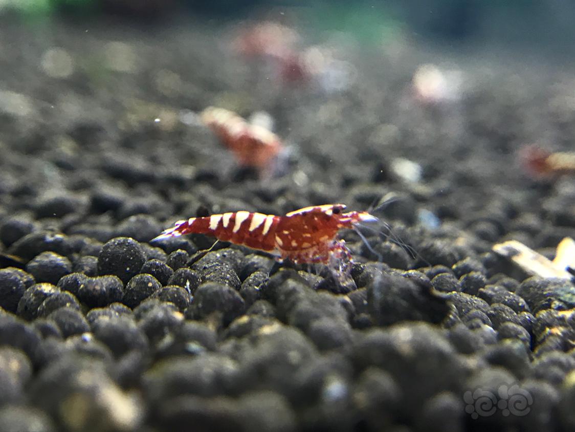 【虾】2019-4-3#RMB拍卖红银河斑马一份6只-图2