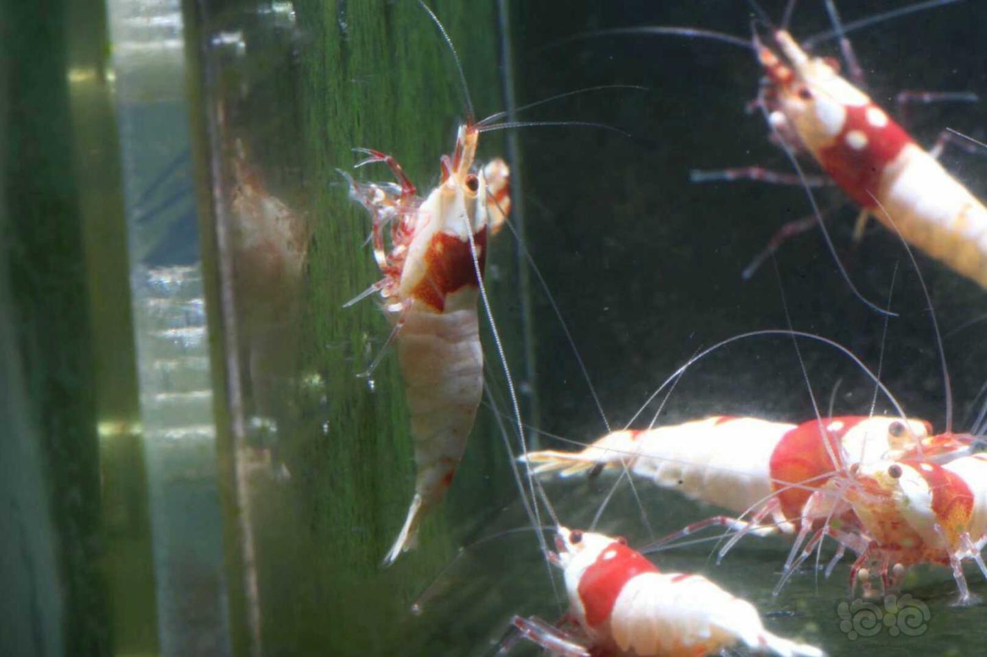 【虾】2019-4-26#PMB拍卖纯血红白公虾-1-图6