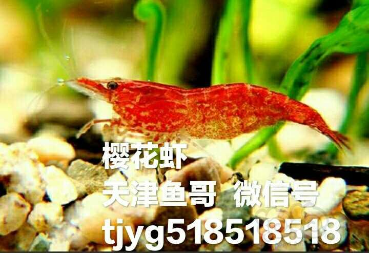 【热带鱼】观赏虾热带鱼咖啡鼠鱼十元四条-图2