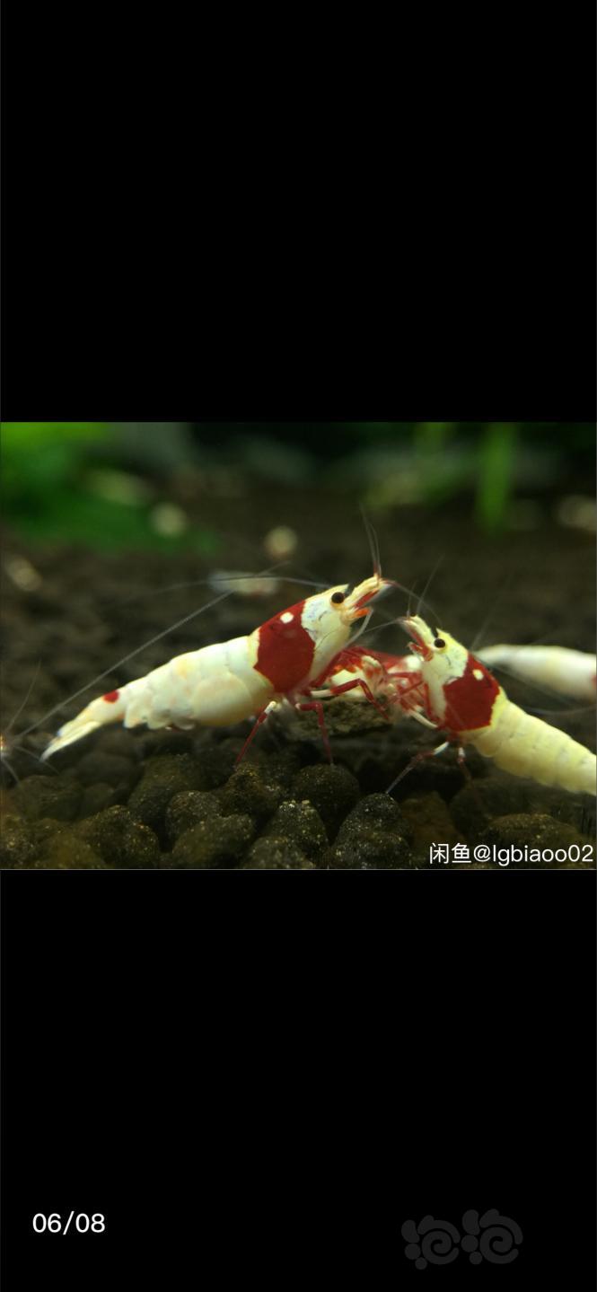 【出售】出 红白水晶虾-图5