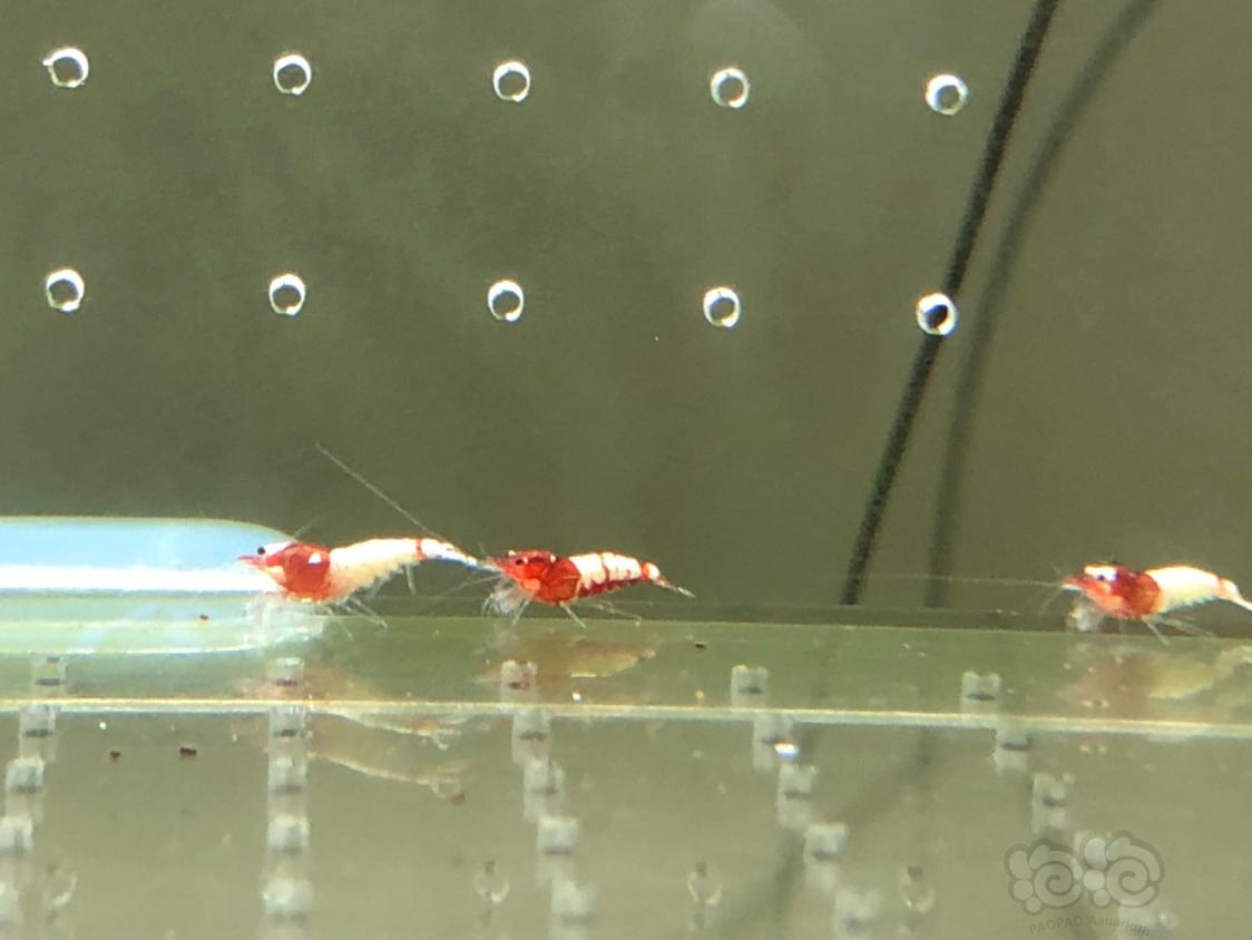 【虾】2019-04-30#RMB拍卖红姘头幼虾20只-图5