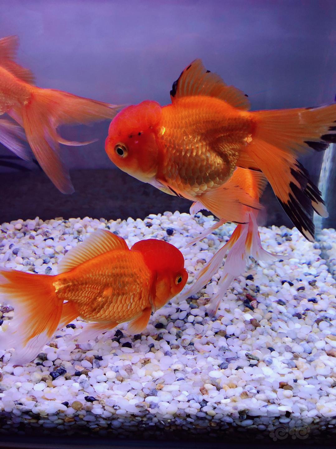 金鱼买的泰狮结果收到这几个货卖家还咬定是泰狮有懂行的人可以帮我