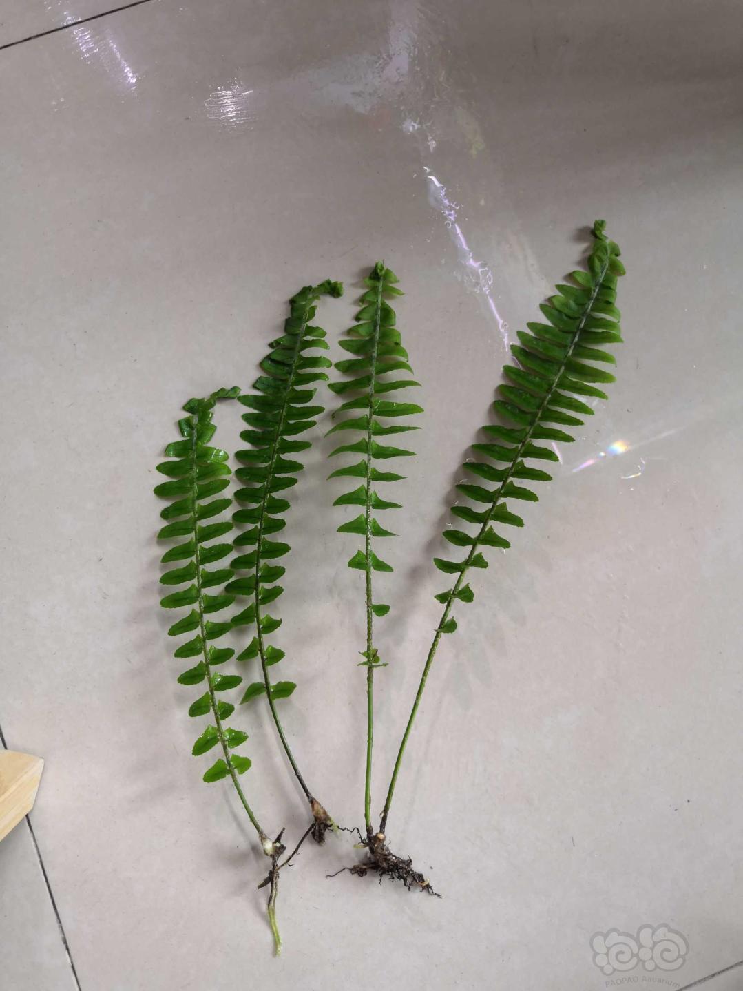 波士顿蕨:把我转了吧,我想升值