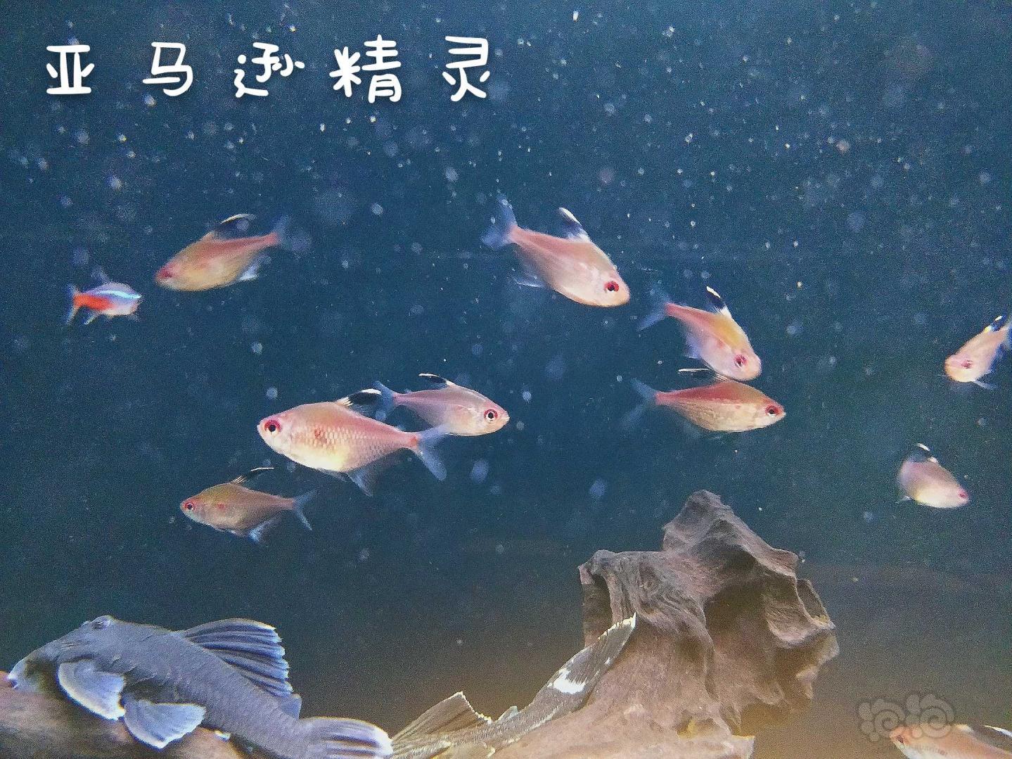 【热带鱼】出售大号野生紫背紫印-图1