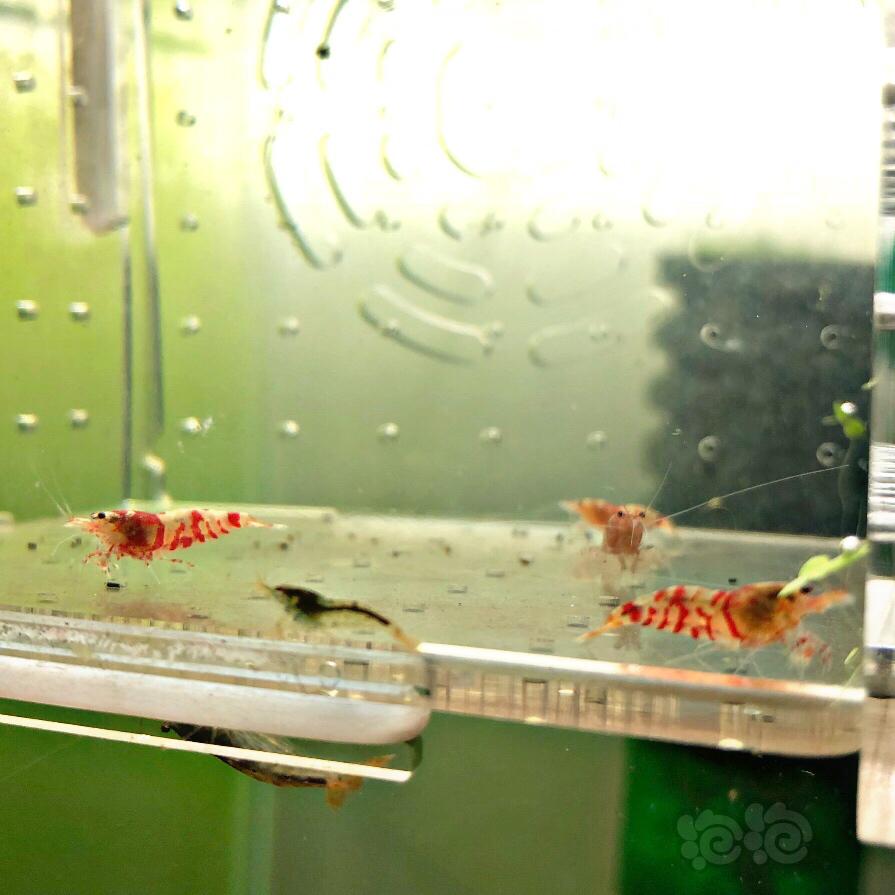 【虾】2019-04-12#RMB拍卖红虎晶4只-图3